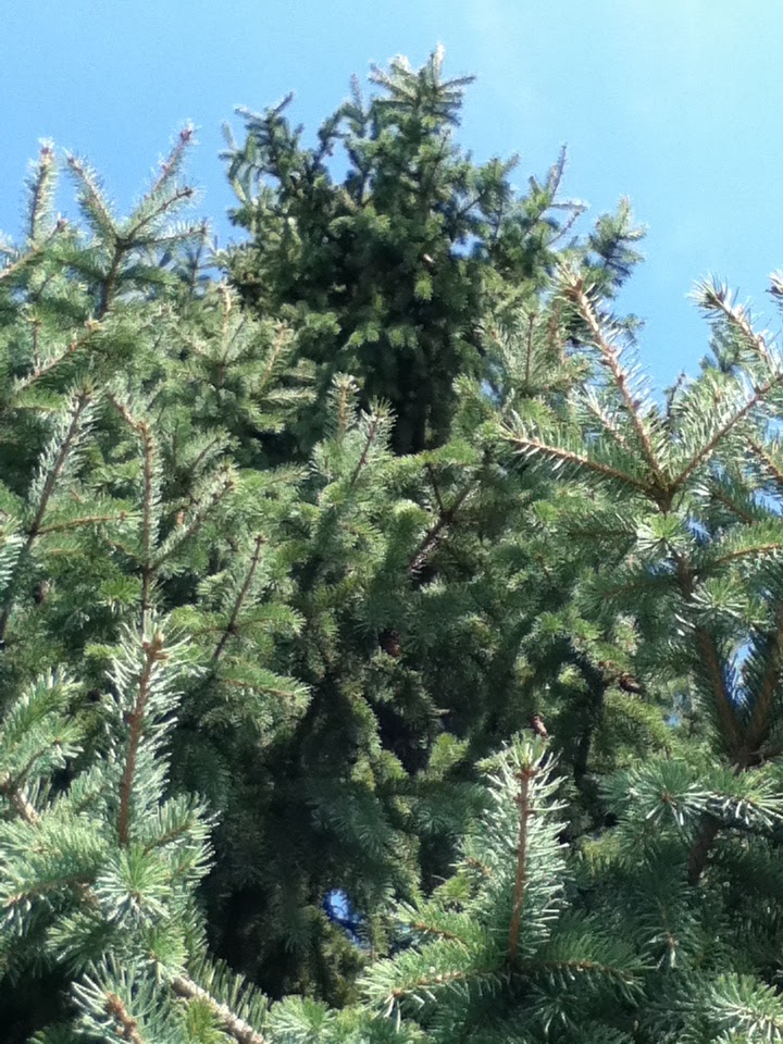 Happy Hearts Productions: meaning